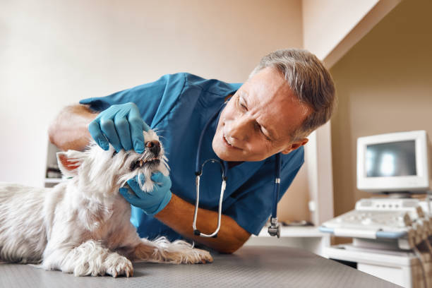 Best Pediatric Emergency Dentist in Redwood Valley, CA